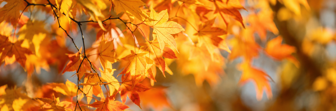 Herbst-Reset: So bereitest du deinen Körper auf die kalte Jahreszeit vor